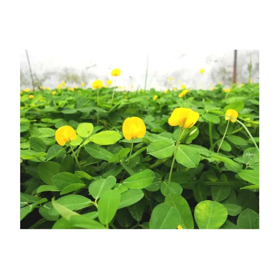 7 Kg Semillas Arachis Pintoi - Mani O Cacahuate Forrajero