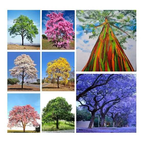 Kit 300 Sementes, Ipê Mais Jacarandá, Arco Iris E Acácia 