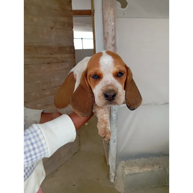 Cachorro Sabueso Fino Colombiano Macho Perross Co