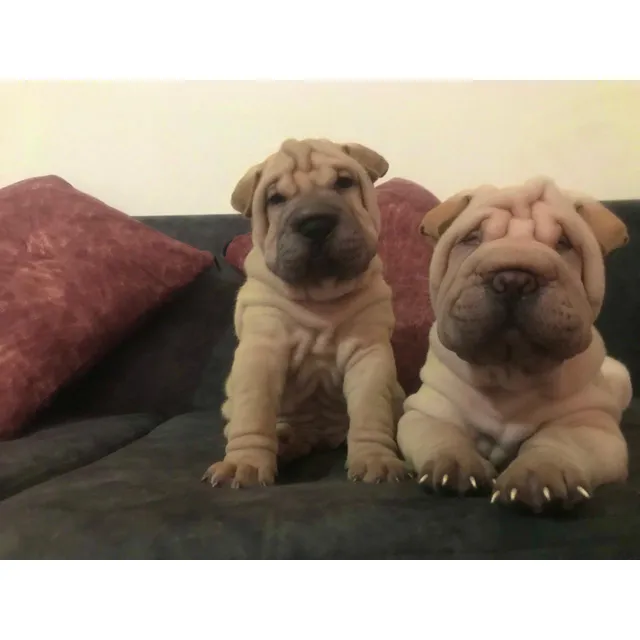 Cachorros Sharpei Bogotá, Medellín, Animal Pets Colombia 