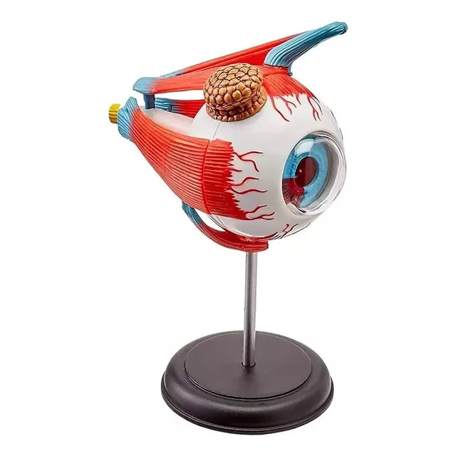 Ojo Humano Modelo De Globo Ocular Anatomía Del Ojo