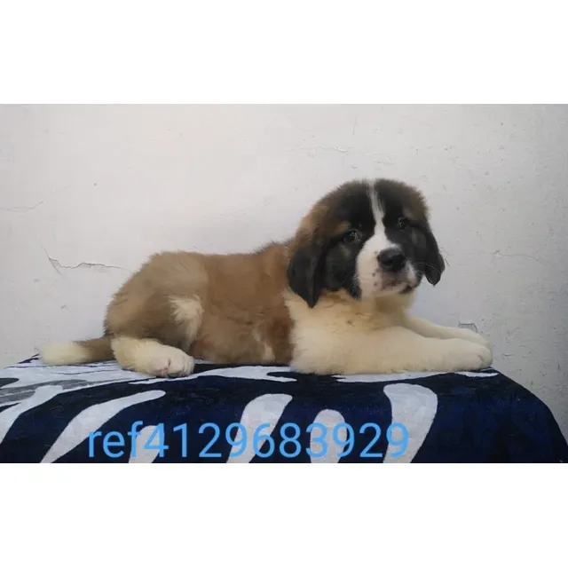 Cachorro San Bernardo Hembra