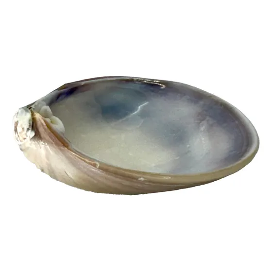 Para Recuerdos: Concha Lisa Natural Para Bautizo (12 Piezas)