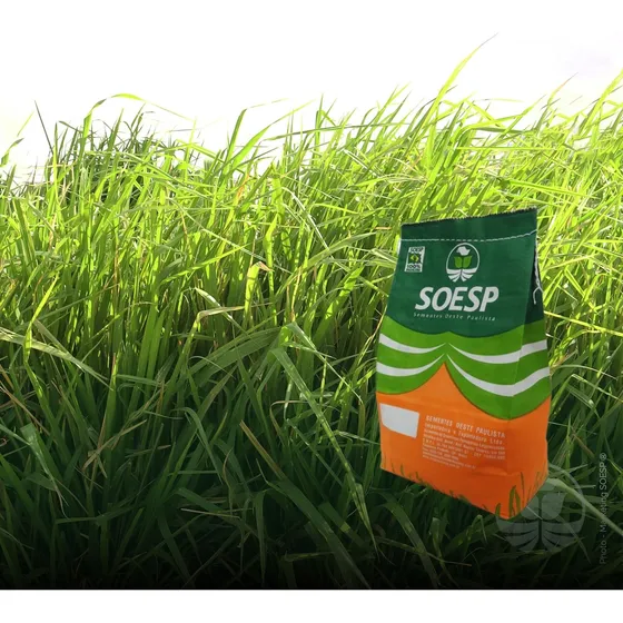 Semillas De Pasto Forrajero Panicum Maximum Cv. Mombasa 2 Kg
