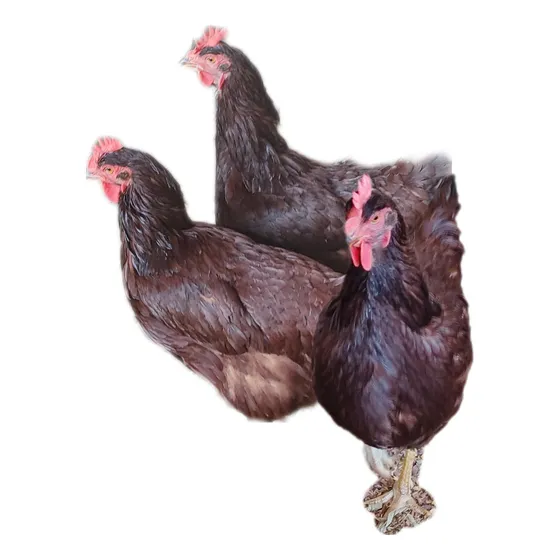 18 Ovos Galados Rhode Island Red Padrão Americano 
