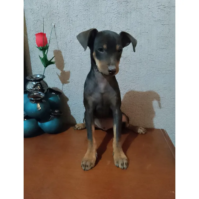 Cachorro Pinscher Miniatura Listo Para Una Nueva Familia