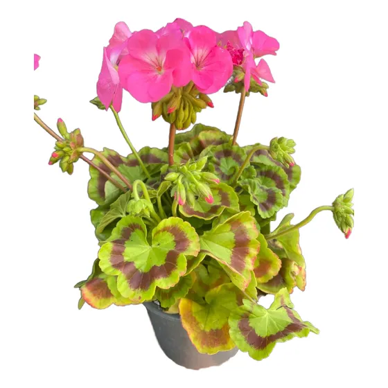 Cardenal Geranio - Planta De Exterior - Color Rojo Y Rosado