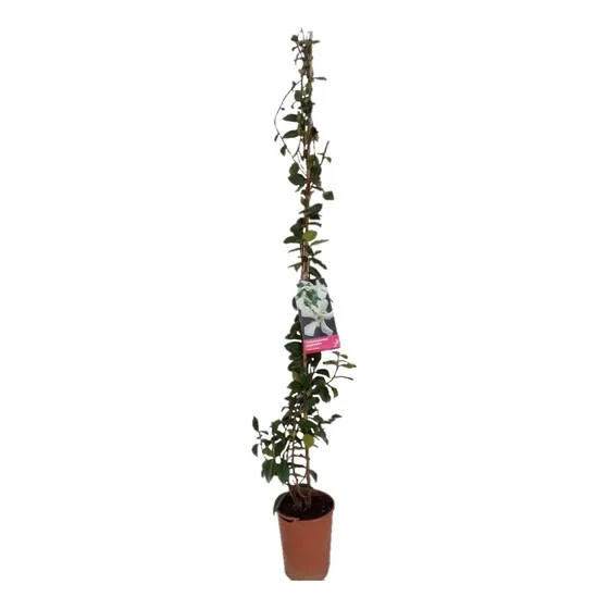 Jazmín De Leche Trepador - Ideal Jardines Trepadora