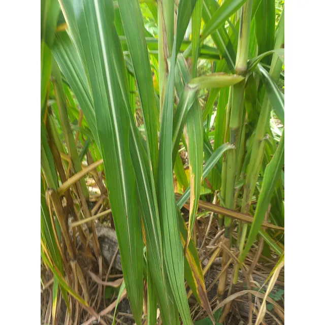 Semilla De Pasto Cuba 22