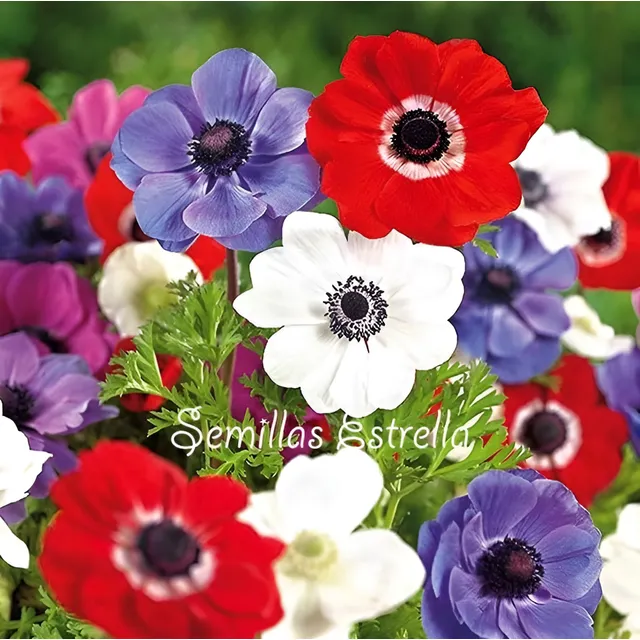 Bulbos De Anemonas Simples De Caen Pack X 6u Mix De Colores