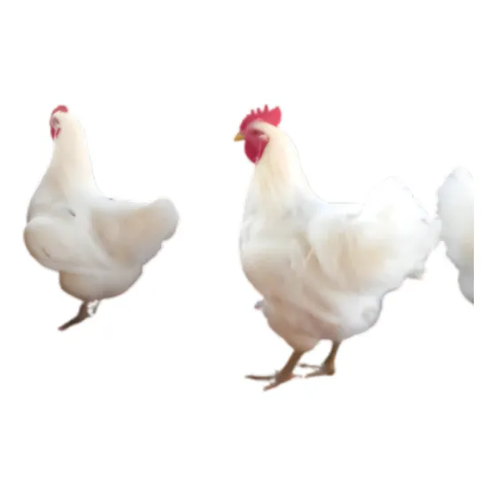 Ovos Galados Férteis De Gigante Branco De Jersey + Brinde