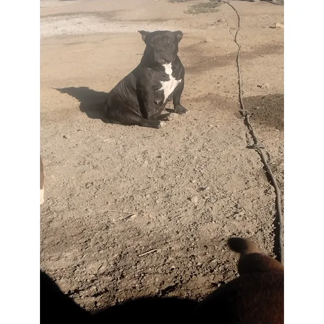 American Bully