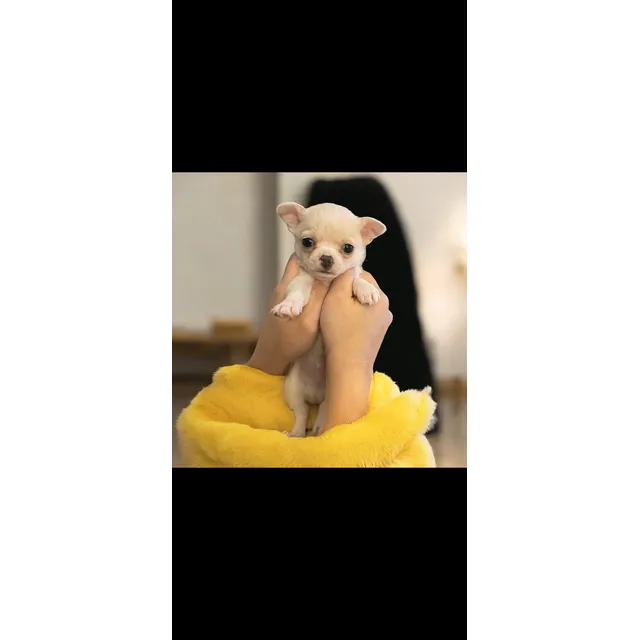 Chihuahua Macho Mini Cabeza De Manzana
