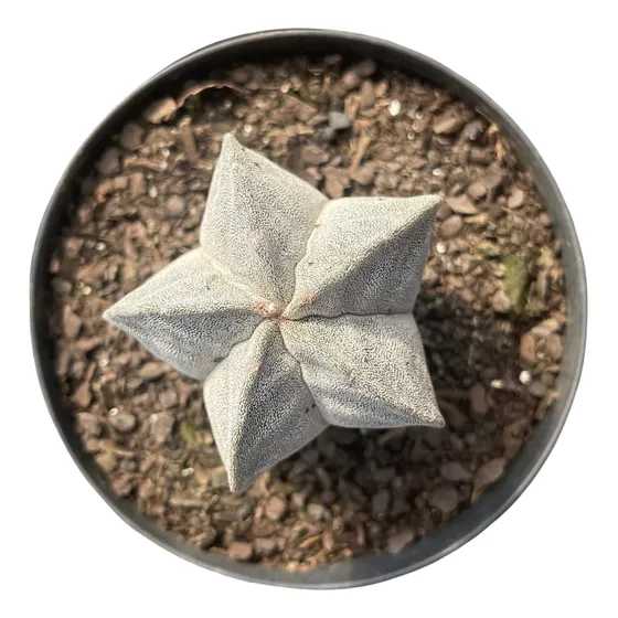 Cactos Astrophytum Myriostigma Pote11 Flor Amarela Sol