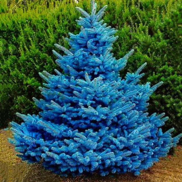 Semilla Pino Azul