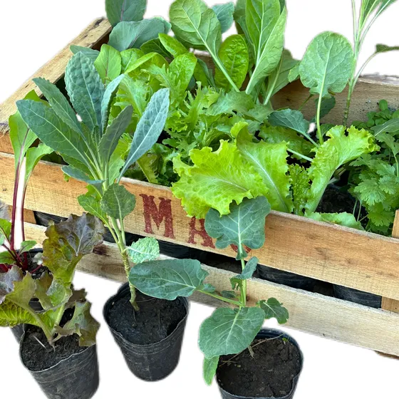 Kit 28 Plantines Huerta Agroecológicos A Elección Estación