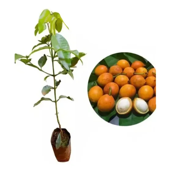 Plantin De Bacupari
