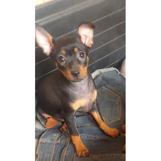 Filhote De Pinscher Fêmea Disponivel