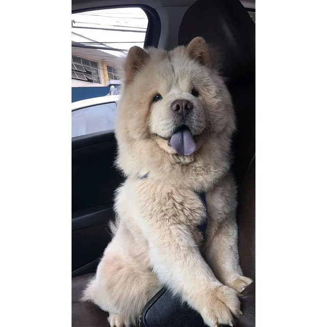 Cachorros Chow Chow