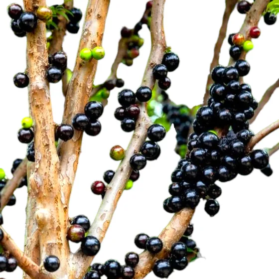 Arbol Jabuticaba De 7 Años Ya Productivo / Frutos Exoticos