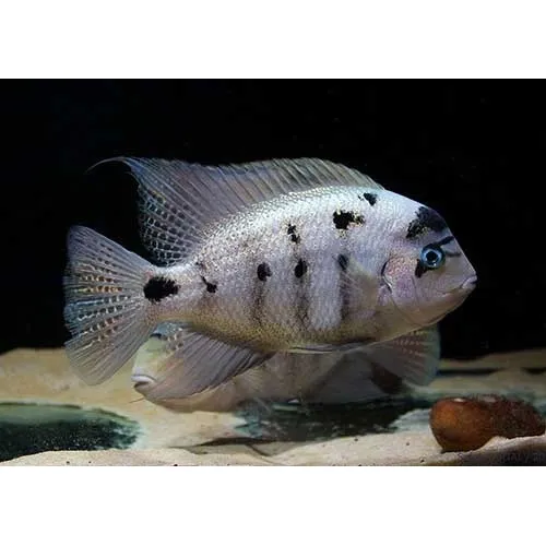Peixe Vieja Argentea 4 A 8 Cm