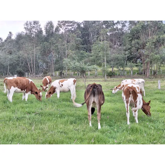 Vendo O Permuto Novillas Razas Lecheras Hasta De 21 Meses