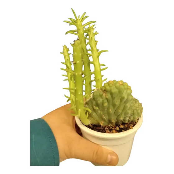 Cactus Cerebro Enrraizado, 30 Cm