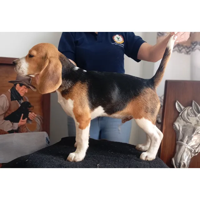 Cachorros Beagle Nacidos El 19/02