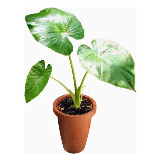 Planta Oreja De Elefante En Coqueto Maceton 
