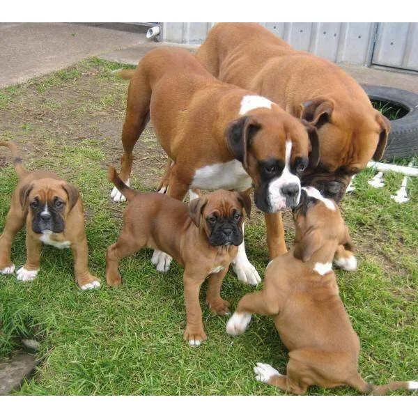 Cachorros Boxer 