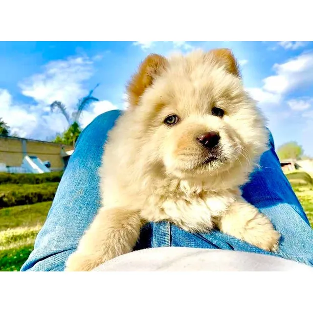 Chow-chow Cachorros