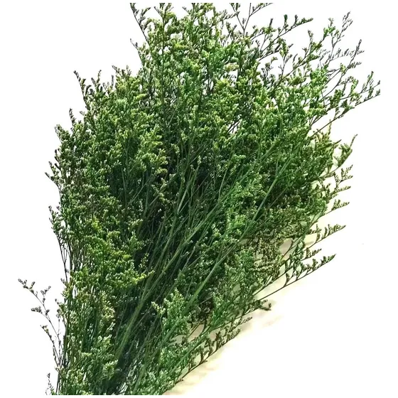 Flores Secas Ramo De Limonium Preservadas Reales Secas Grand Color Verde Musgo