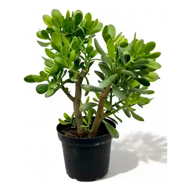 Planta Planta Llama Plata Y Llama Dolar