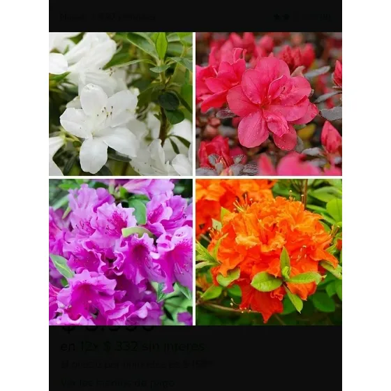 Semillas De Flor Azalea Rododendros Mix Colores