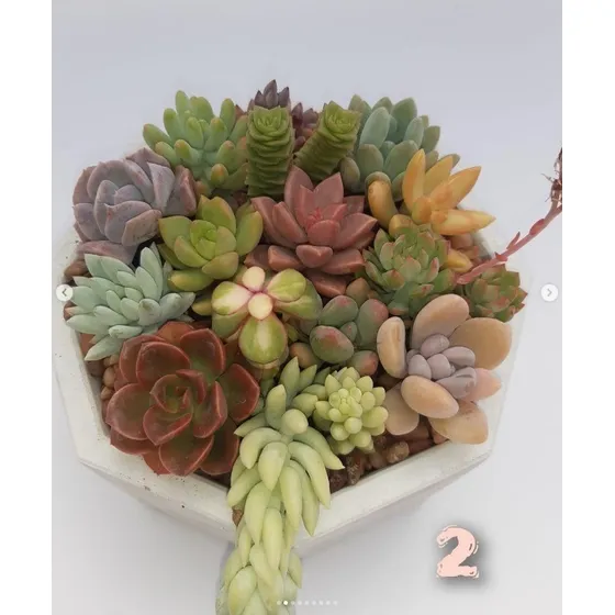 Terrario Cactus Y/o Suculentas Pequeños Tesoros Cerámica 