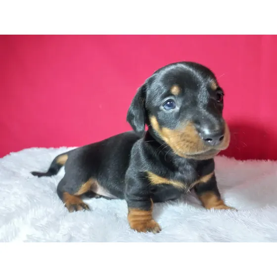 Salchichas Super Mini Cachorros Dachshund Teckel