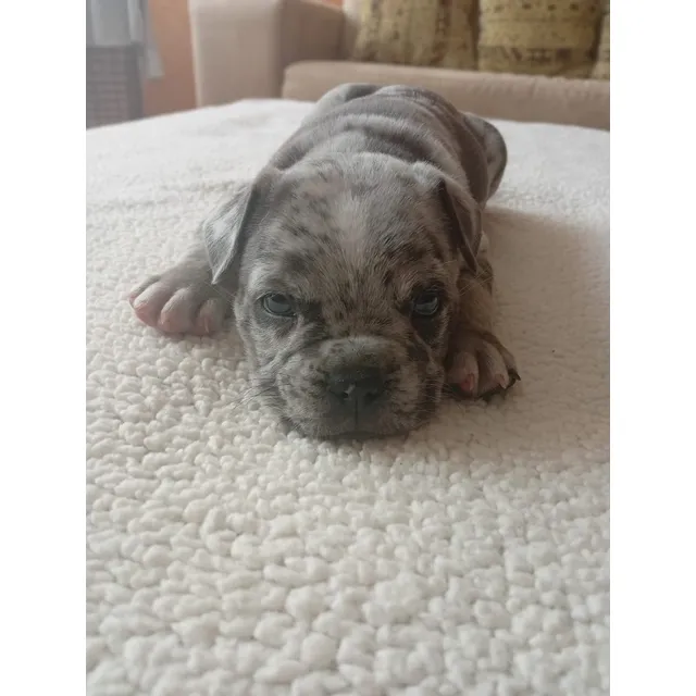 Cachorros American Bully Pocket Color Merle
