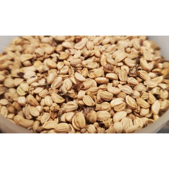 Semillas De Yerba Mate  - Illex Paraguariensis