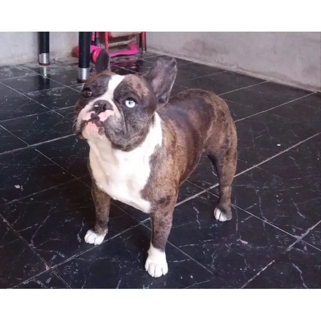 Bulldog Francés Monta