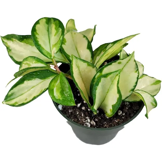 Hoya Carnosa Variegata
