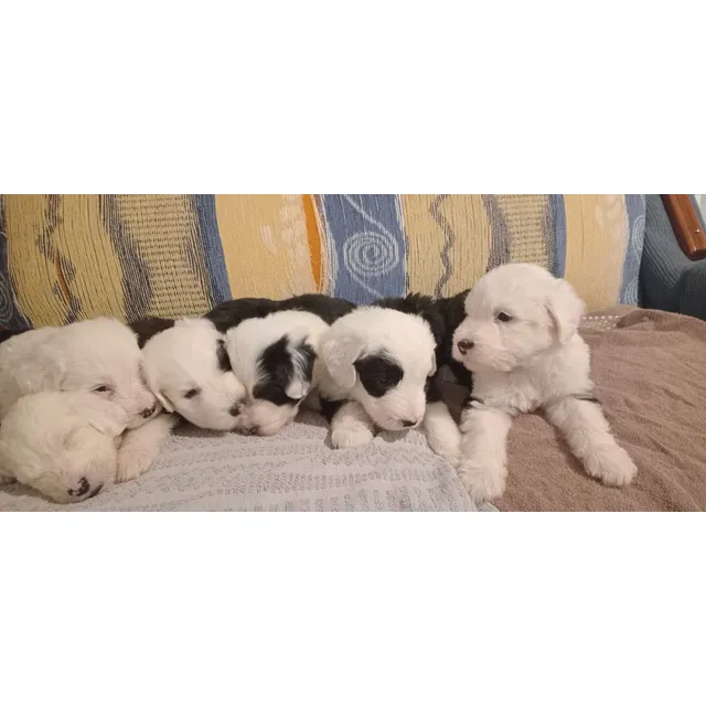 Cachorros Viejo Pastor Inglés (bobtail)
