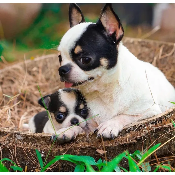 Chihuahua Pelo Curto Filhote