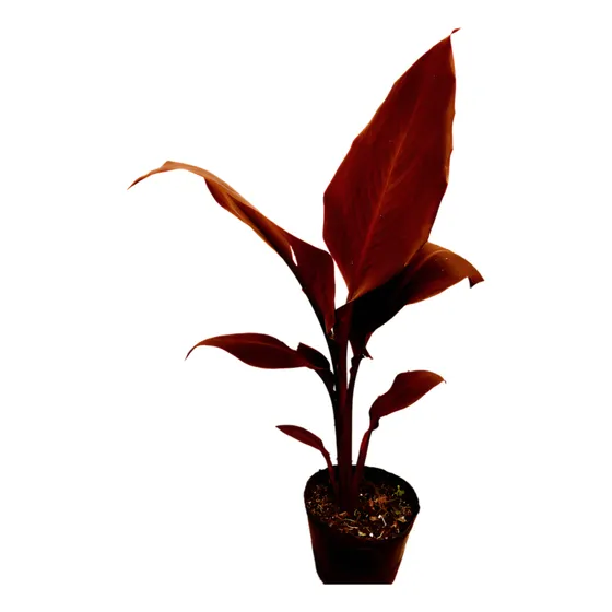Canna Lily (achira Rubra) Da Flores Rojas