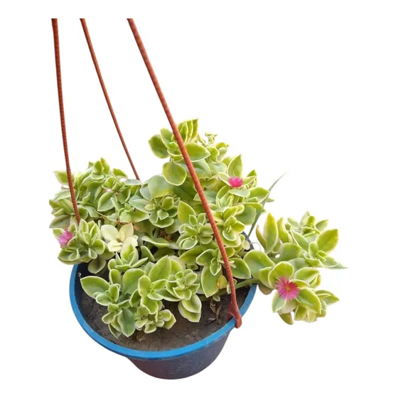 Aptenia Cordifolia Variegata - Baby Sun Rose Variegada - Bol