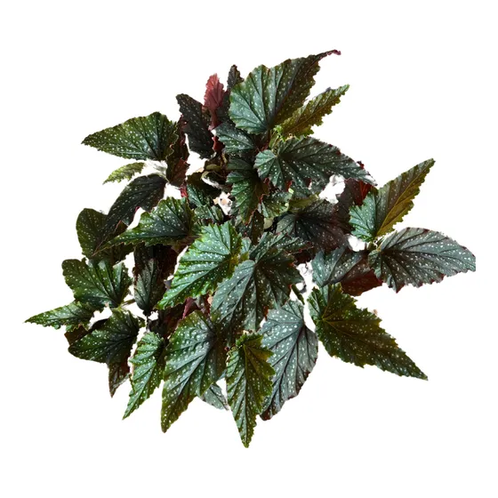 Begonia Alita De Angel Planta De Interior