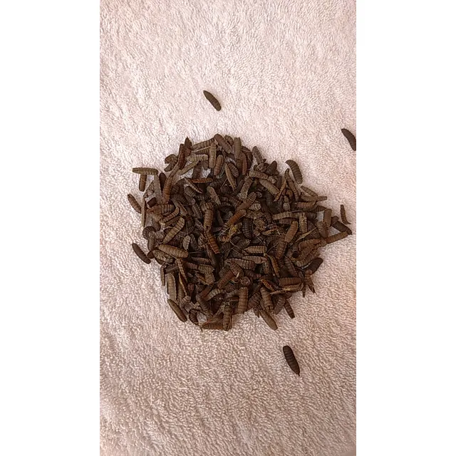 Pie De Cría Mosca Soldado Negro