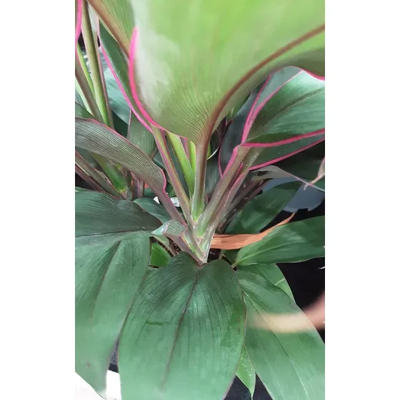 Chaguaramo De Jardin.