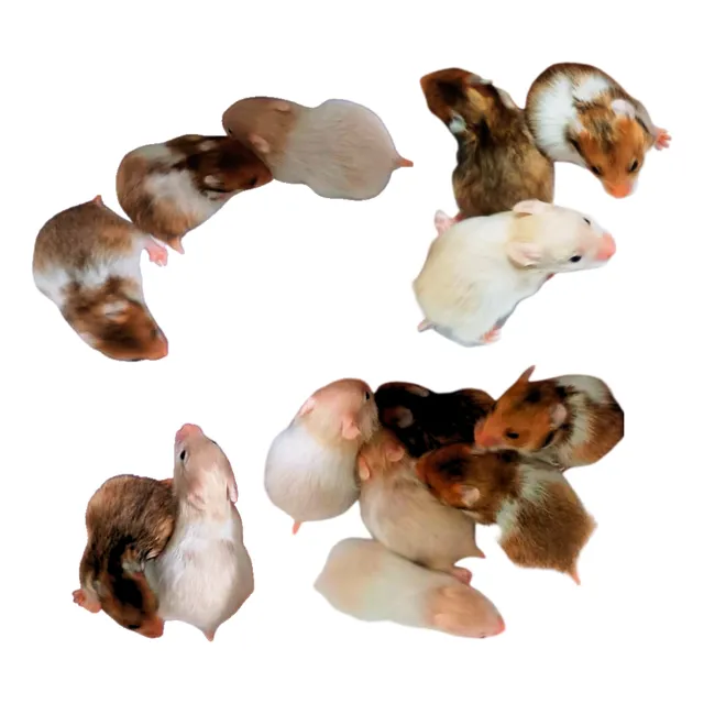 Hamster Golden Variados Colores En Ñuñoa Tricolor