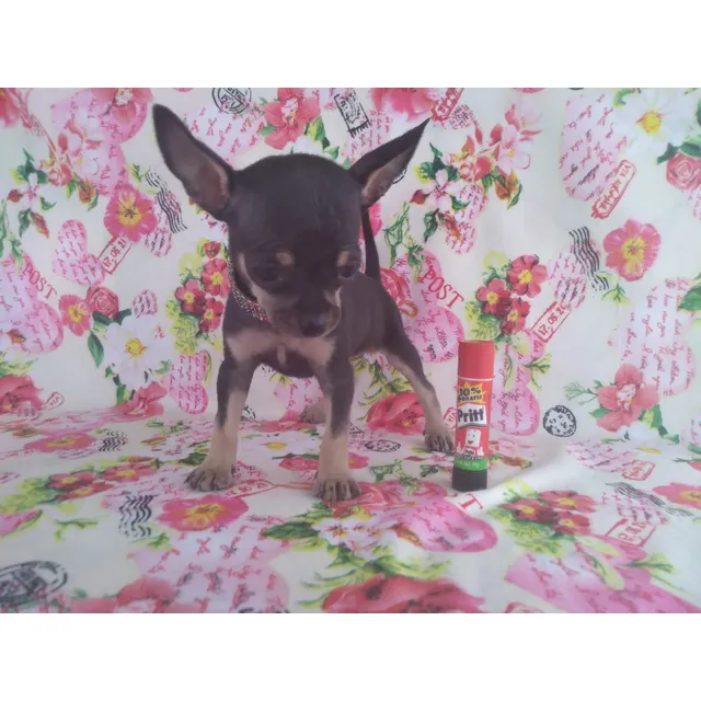 Cachorra Chihuahua Tacita Bolsillo Miniatura