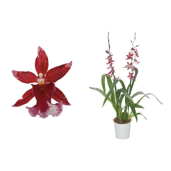 Orquideas  Oncidium, En Flor, Especraculares !
